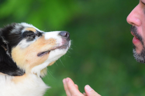 Cuccioli Pastore Australiano