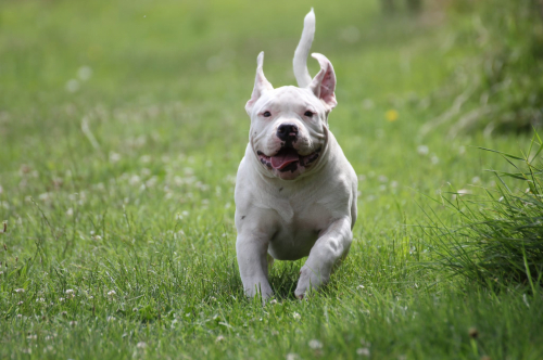 Addestramento cuccioli