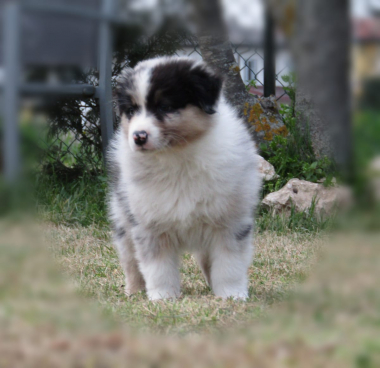 Cuccioli Pastore Australiano Padova