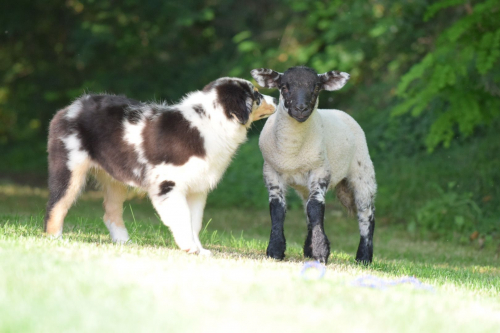 Cuccioli Pastore Australiano