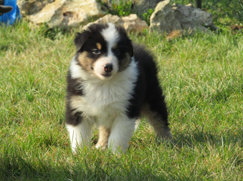 Cuccioli Pastore Australiano padova