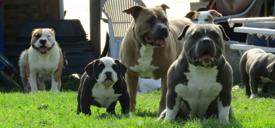 Cuccioli American Bully Padova