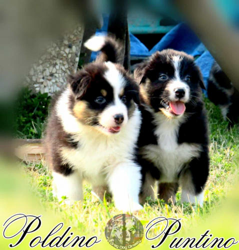 Cuccioli Pastore Australiano Padova
