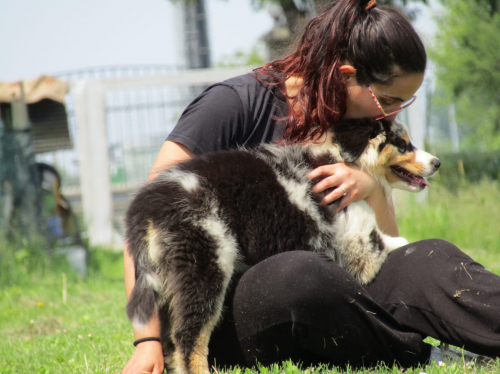 Cuccioli Pastore Australiano