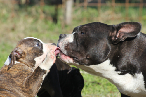 Cuccioli American Bully Padova