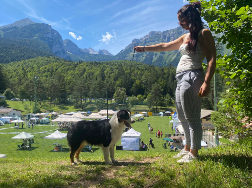 Cuccioli Pastore Australiano Padova