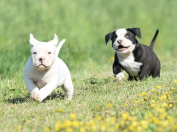 Cuccioli Pastore Australiano