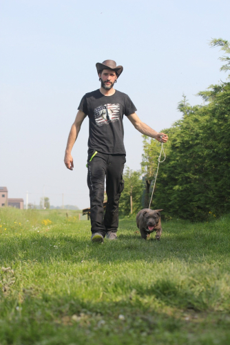 Cuccioli American Bully