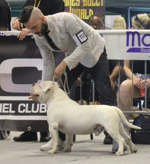 AMERICAN BULLY italia