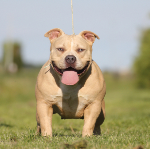 femmine  american bully