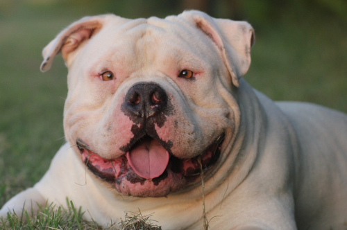 Cuccioli American Bully Padova
