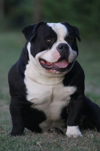 Cuccioli American Bully Padova