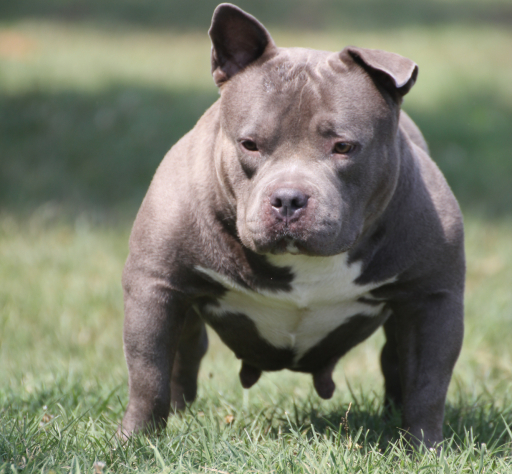 femmine  american bully