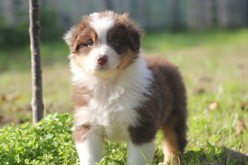 cuccioli pastore australiano