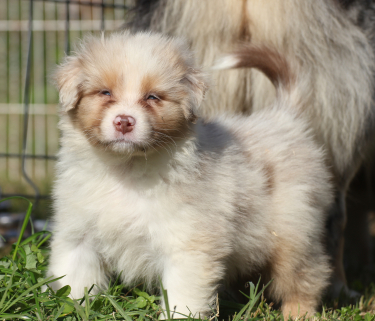 cuccioli pastore australiano