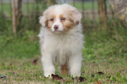 Addestramento cuccioli