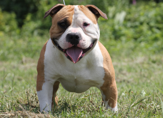 Cuccioli American Bully Padova
