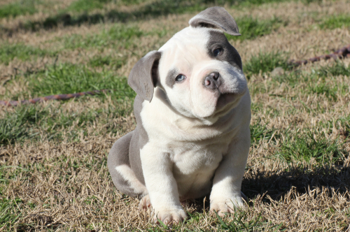 Addestramento cuccioli