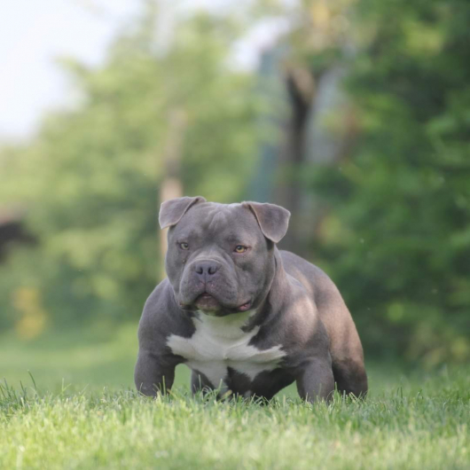 femmine  american bully