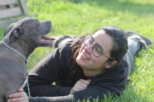 Cuccioli American Bully