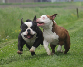 Cuccioli American Bully
