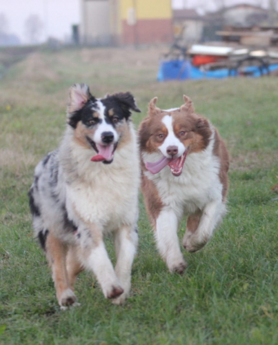 Cuccioli Pastore Australiano