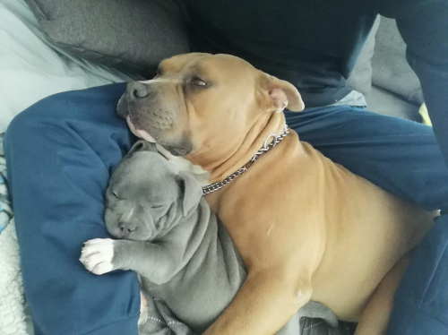 Cuccioli American Bully