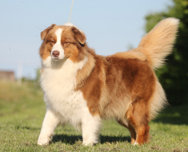 Cuccioli Pastore Australiano Padova