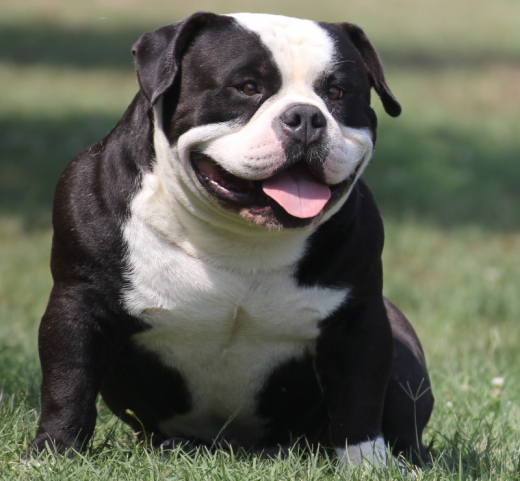 Cuccioli American Bully