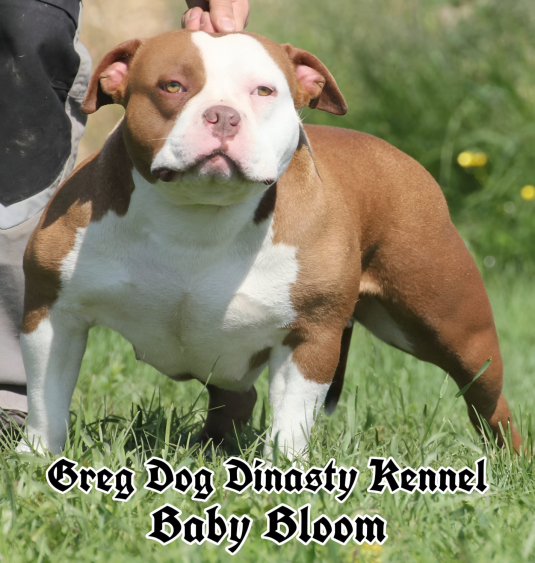 femmine  american bully