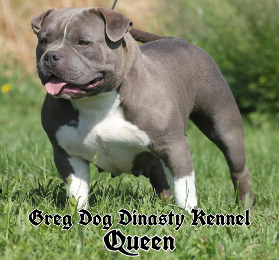 femmine  american bully