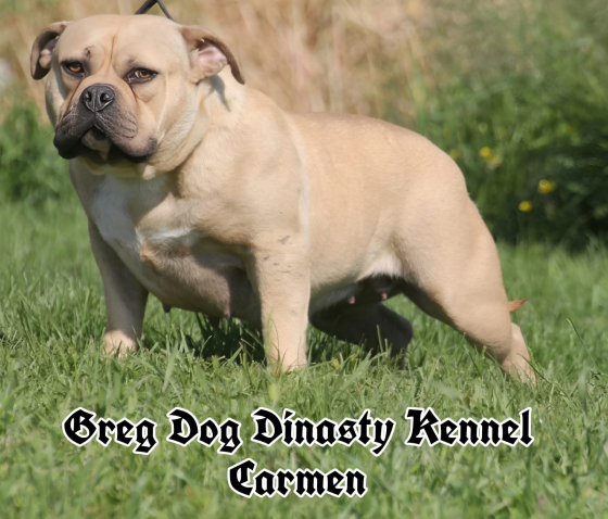 femmine  american bully