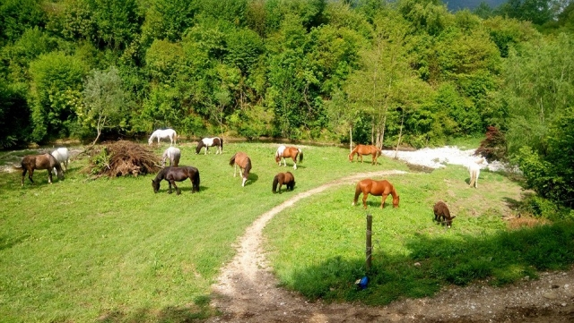 Passeggiata a Cavallo in Montagna – giornata intera di Natura e Libertà 15 Marzo 2026